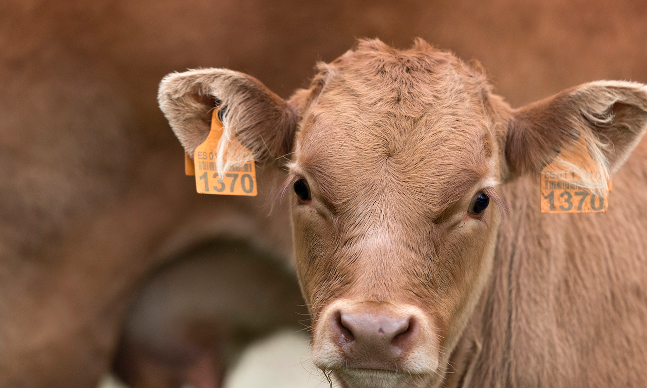 Concello de Muras | Prazos PAC + Importe axudas vacún carne | 
