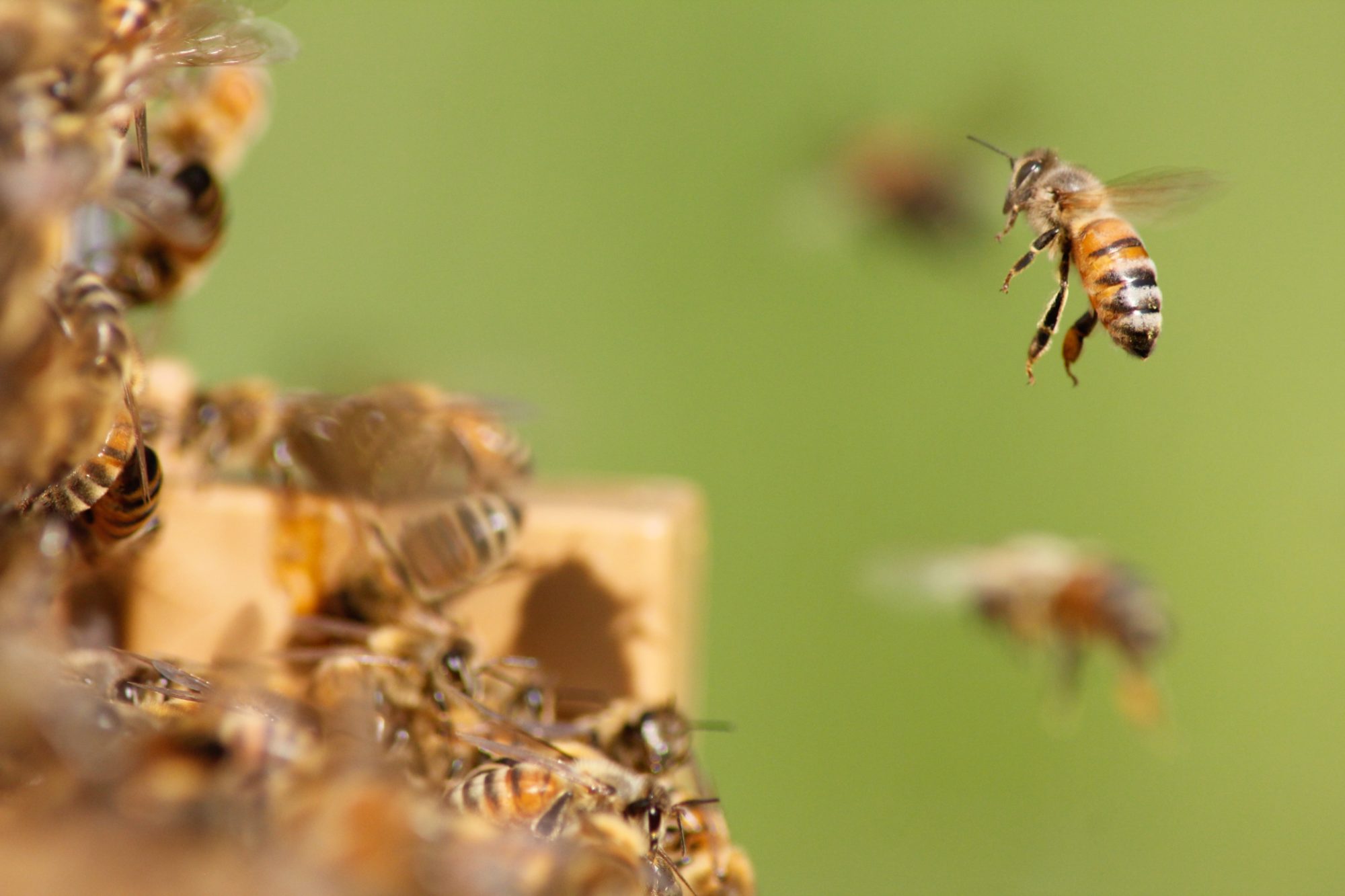 Concello de Muras | Curso gratuíto de iniciación á apicultura | 