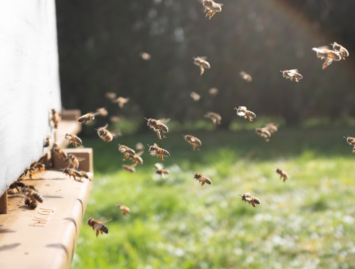 Concello de Muras | Curso de iniciación á apicultura | 